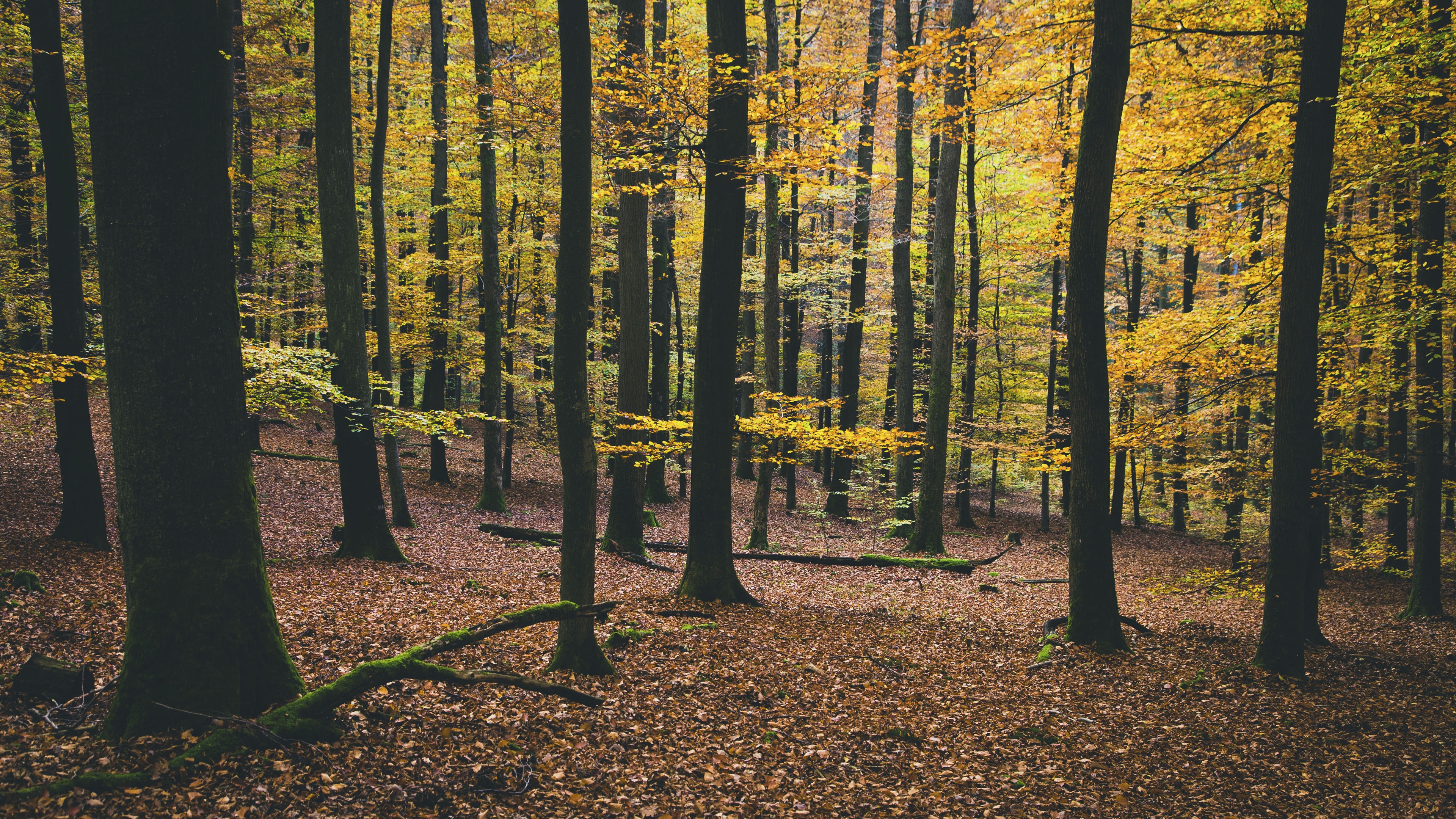 Jaystar-packaging-eco-source-forest